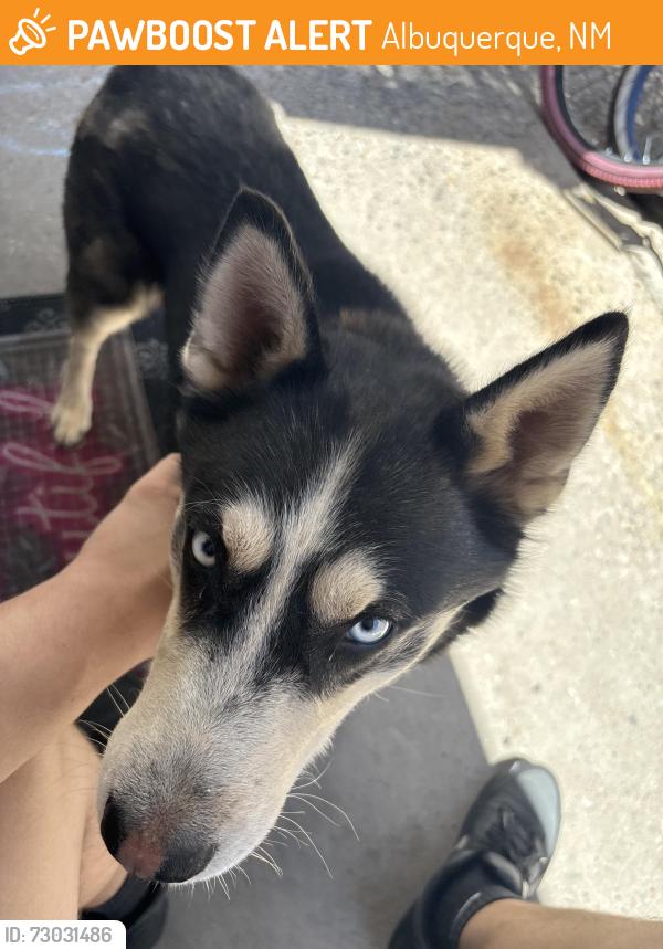 Found/Stray Male Dog last seen Conchas park, Albuquerque, NM 87112