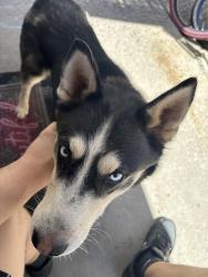 Found/Stray Male Dog last seen Conchas park, Albuquerque, NM 87112