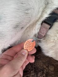 Found/Stray Unknown Dog last seen UTA, Arlington, TX 76013