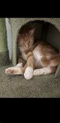 Lost Male Cat last seen At myH, Albany, NY 12203