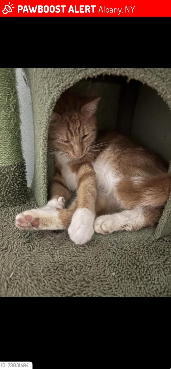 Lost Male Cat last seen At myH, Albany, NY 12203