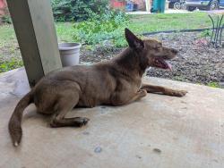 Found/Stray Female Dog last seen Oak Valley Road, Oklahoma City, OK 73135