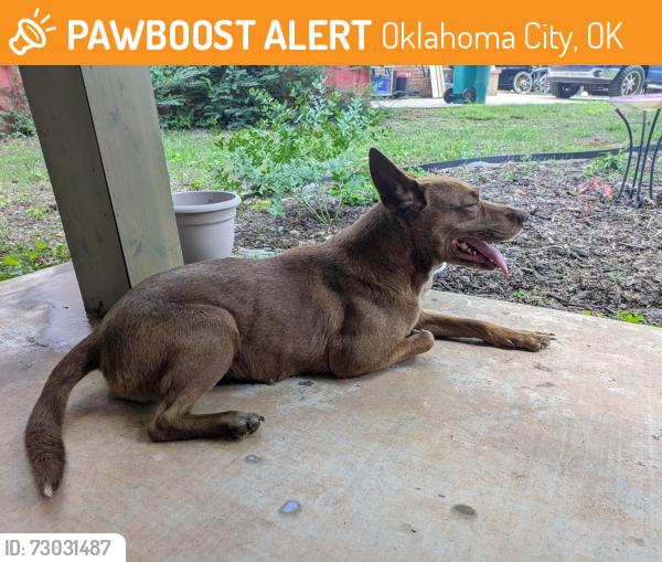 Found/Stray Female Dog last seen Oak Valley Road, Oklahoma City, OK 73135