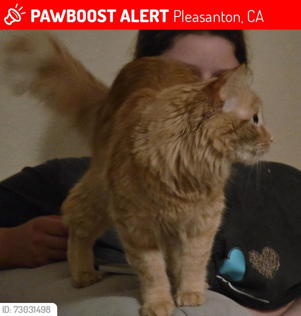 Lost Male Cat last seen Pleasanton, Paseo Santa Maria, Pleasanton, CA 94566