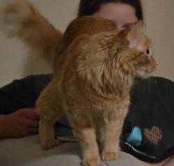 Lost Male Cat last seen Pleasanton, Paseo Santa Maria, Pleasanton, CA 94566