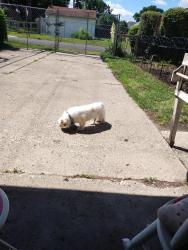 Found/Stray Female Dog last seen 6 Mile and Lodge freeway area, Detroit, MI 48226