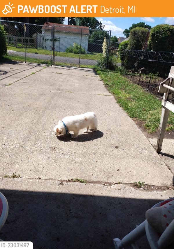 Found/Stray Female Dog last seen 6 Mile and Lodge freeway area, Detroit, MI 48226