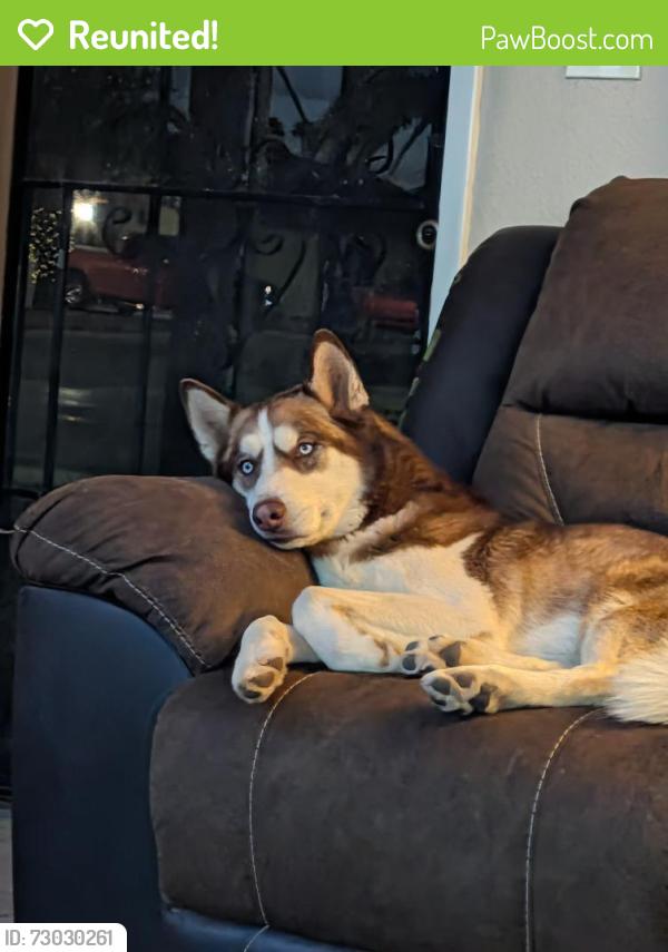 Reunited Male Dog last seen Dobson/elliot, Chandler, AZ 85224