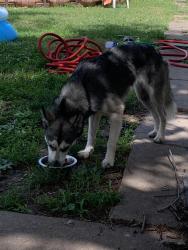 Found/Stray Female Dog last seen east orchard street, Wichita, KS 67214