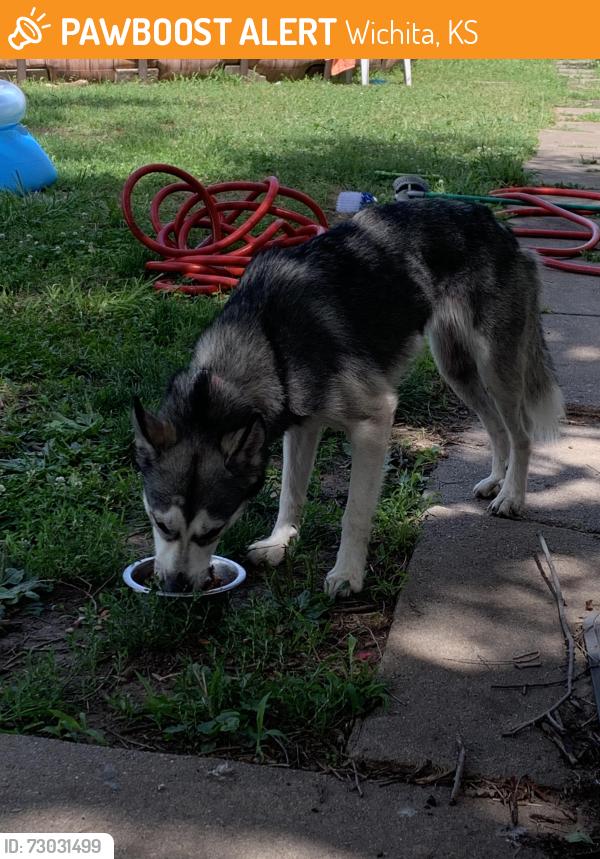 Found/Stray Female Dog last seen east orchard street, Wichita, KS 67214