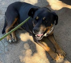 Reunited Male Dog last seen 30th and College, Bethany, OK 73008
