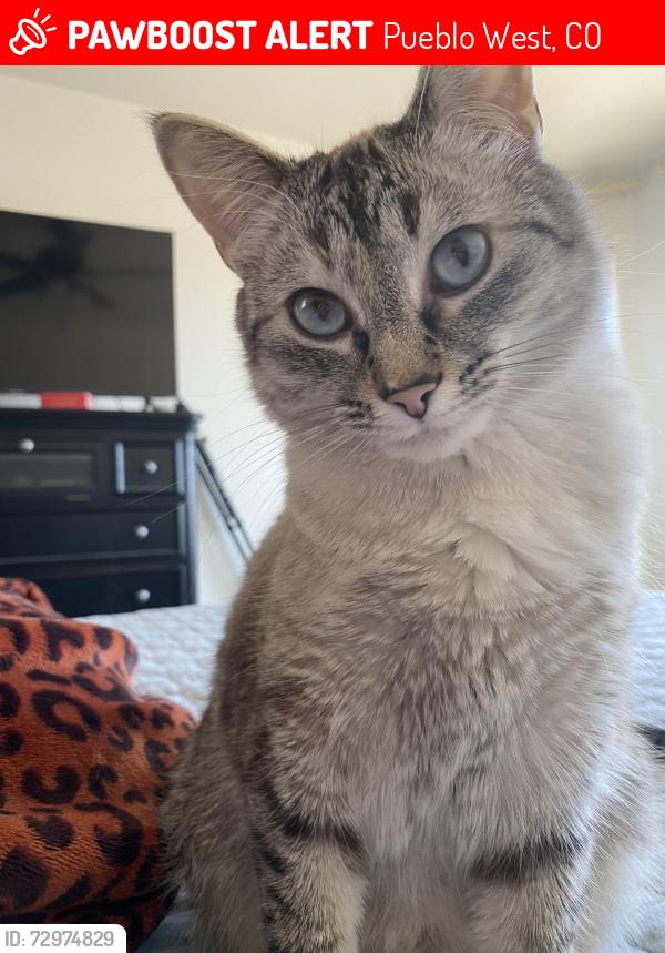 Lost Female Cat last seen Presidio & Avenida Del Oro area, Pueblo West, CO 81007