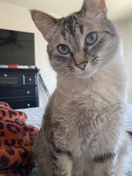 Lost Female Cat last seen Presidio & Avenida Del Oro area, Pueblo West, CO 81007