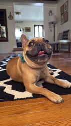 Reunited Male Dog last seen Fresh Ponds Rd and Old Davidson Mill Rd, Monroe Township, NJ 08831