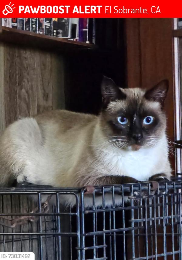 Lost Male Cat last seen Kelvin, El Sobrante, CA 94803