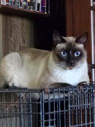 Lost Male Cat last seen Kelvin, El Sobrante, CA 94803
