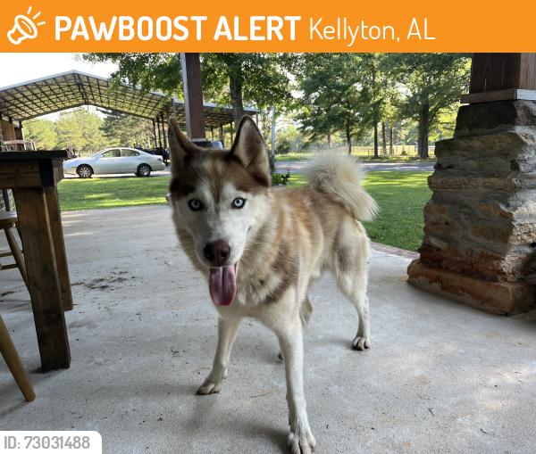 Found/Stray Female Dog last seen CR-103 and CR-40, Kellyton, AL 35089