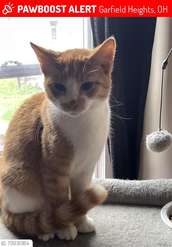 Lost Male Cat last seen Turney rf, Garfield Heights, OH 44125