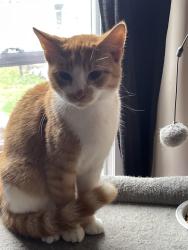 Lost Male Cat last seen Turney rf, Garfield Heights, OH 44125