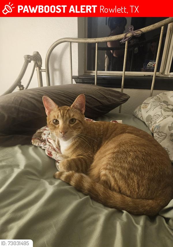 Lost Male Cat last seen Tulip Lane off Old Rowlett Road, Rowlett, TX 75089