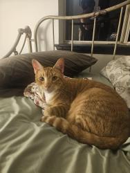 Lost Male Cat last seen Tulip Lane off Old Rowlett Road, Rowlett, TX 75089