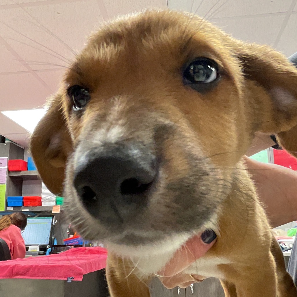 Shelter Stray Female Dog last seen , 3607 N Armenia Ave, Tampa, FL 33607, USA