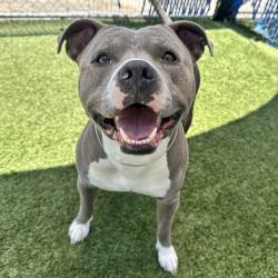 Shelter Stray Male Dog last seen , 12910 Yukon Ave, Hawthorne, CA 90250, USA