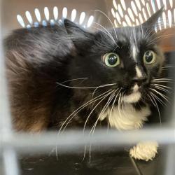 Shelter Stray Unknown Cat last seen , 12910 Yukon Ave, Hawthorne, CA 90250, USA