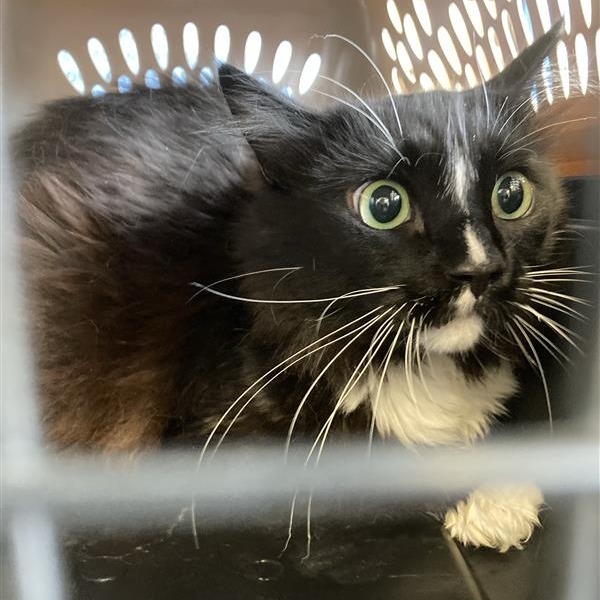 Shelter Stray Unknown Cat last seen , 12910 Yukon Ave, Hawthorne, CA 90250, USA