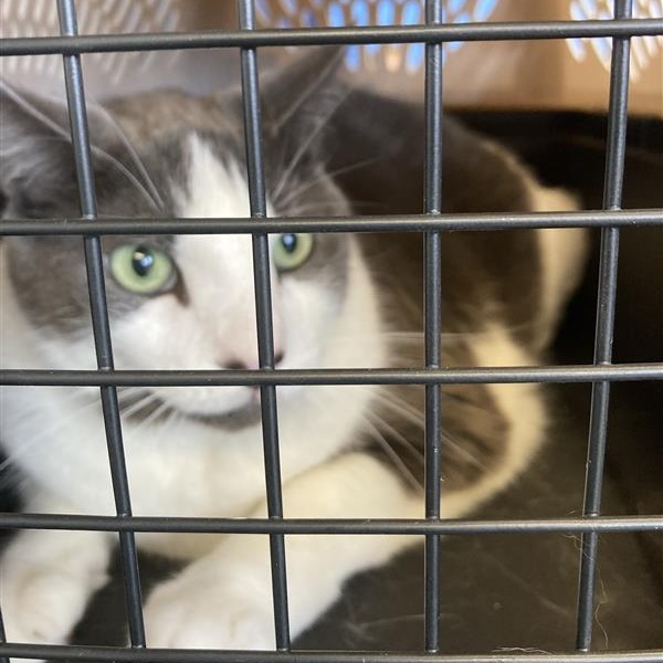 Shelter Stray Unknown Cat last seen , 12910 Yukon Ave, Hawthorne, CA 90250, USA