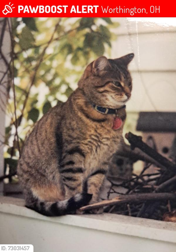 Lost Female Cat last seen Near Oxford Street, Worthington ohio, Worthington, OH 43085