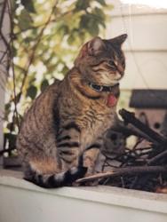 Lost Female Cat last seen Near Oxford Street, Worthington ohio, Worthington, OH 43085
