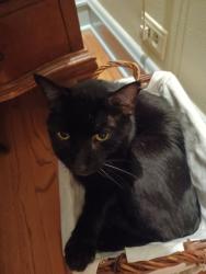 Reunited Male Cat last seen Prospect and Grant , Evanston, IL 60201
