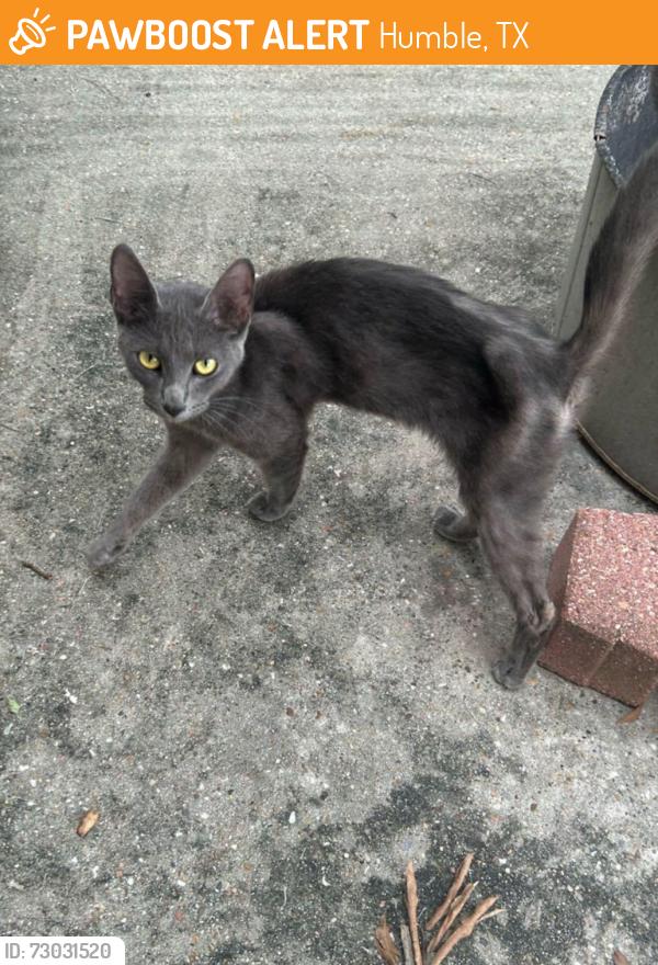 Found/Stray Unknown Cat last seen Atascosita park, Humble, TX 77346