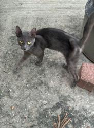 Found/Stray Unknown Cat last seen Atascosita park, Humble, TX 77346