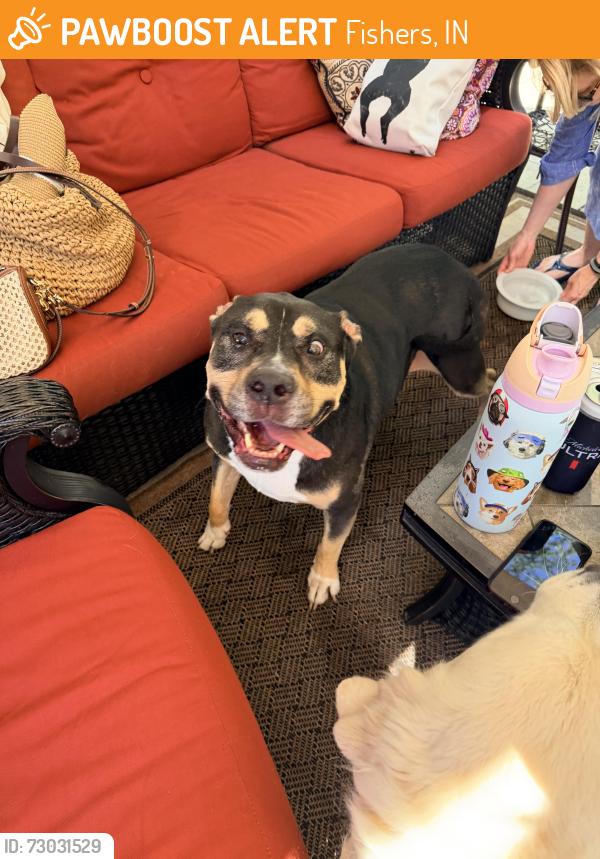 Found/Stray Male Dog last seen Near & Allisonville Road Fishers, Fishers, IN 46038