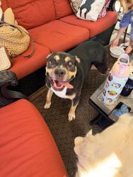 Found/Stray Male Dog last seen Near & Allisonville Road Fishers, Fishers, IN 46038