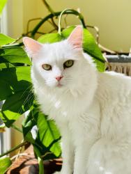 Lost Female Cat last seen Bailey cove, Huntsville, AL 35803