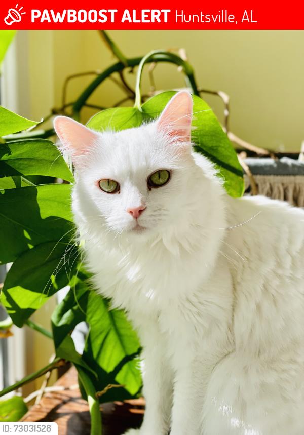 Lost Female Cat last seen Bailey cove, Huntsville, AL 35803