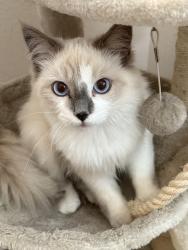 Lost Female Cat last seen D street , Ontario, CA 91764