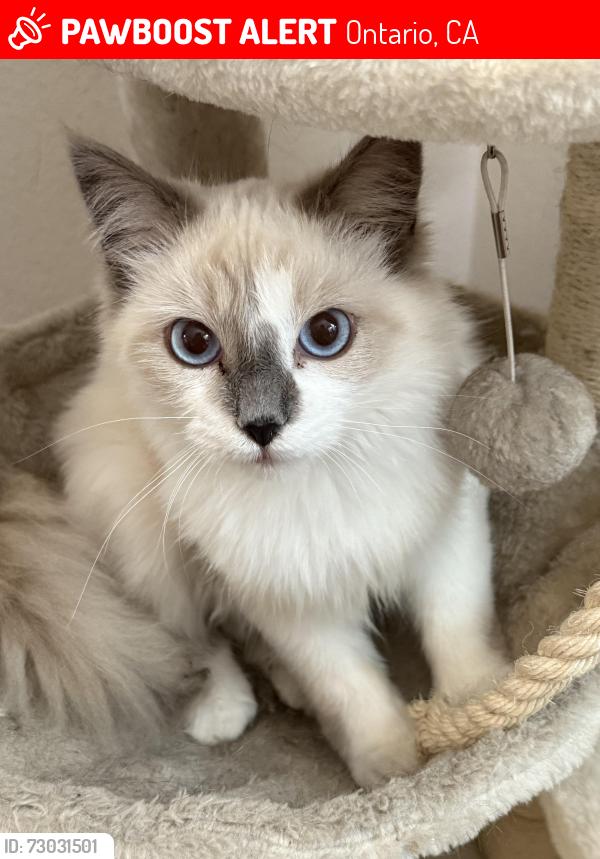 Lost Female Cat last seen D street , Ontario, CA 91764