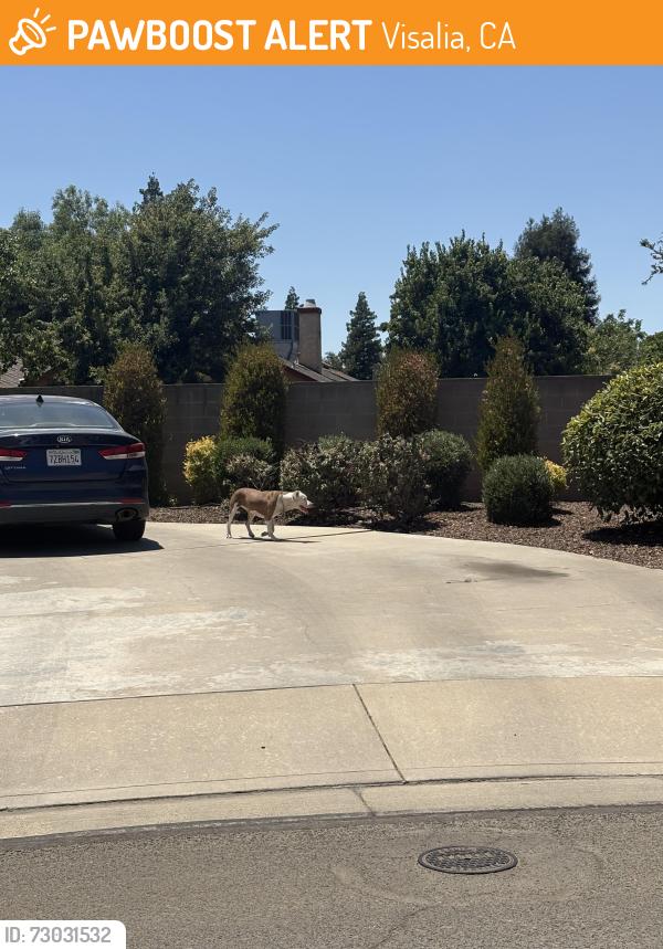 Found/Stray Unknown Dog last seen Orchard court and fontana Visalia ca, Visalia, CA 93277