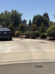 Found/Stray Unknown Dog last seen Orchard court and fontana Visalia ca, Visalia, CA 93277