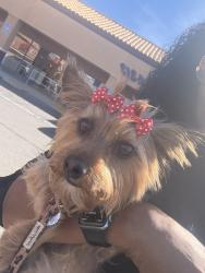 Reunited Female Dog last seen Armagosa Rd/ behind Victorville Mall area, Victorville, CA 92307