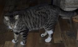 Reunited Female Cat last seen Westbourne , Cincinnati, OH 45248