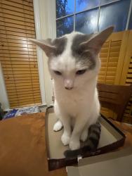 Lost Male Cat last seen All in the Harrington grove neighborhood, Raleigh, NC 27613
