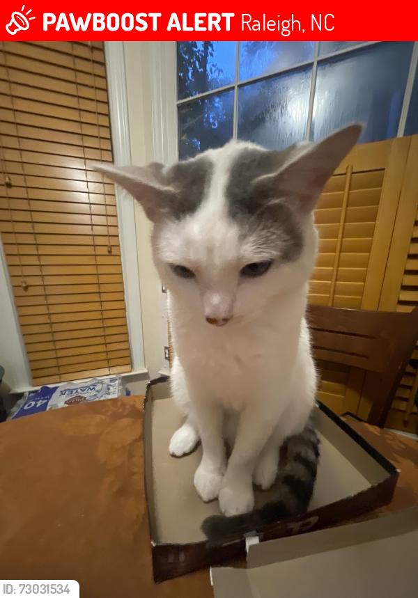 Lost Male Cat last seen All in the Harrington grove neighborhood, Raleigh, NC 27613