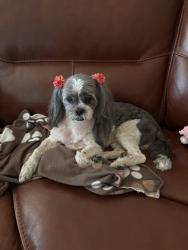 Lost Female Dog last seen S El Mirage Boulevard and West lower Buckeye, Avondale, AZ 85353