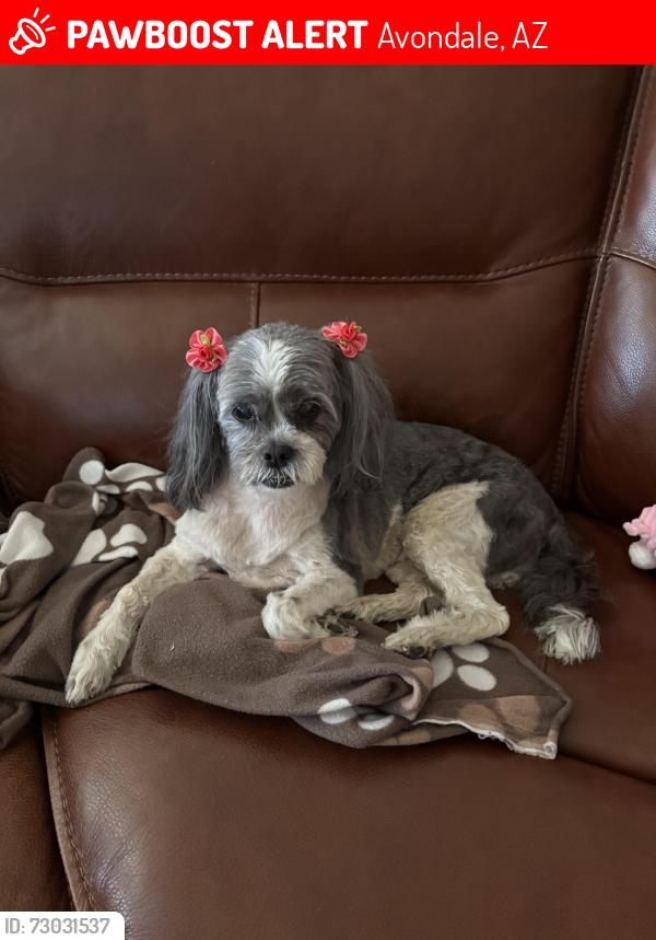 Lost Female Dog last seen S El Mirage Boulevard and West lower Buckeye, Avondale, AZ 85353