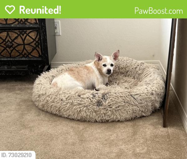 Reunited Female Dog last seen Near Eagle Rd, Rialto, CA 92376, USA, Rialto, CA 92376
